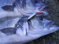 robaliza-con-cucharilla_jpg